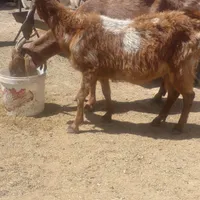 بز دورگه|حیوانات مزرعه|تربت جام, کشتارگاه|دیوار
