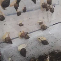 حلزون پرورشی آچاتینا|خزنده|لنجان, |دیوار