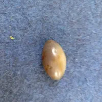 مهره