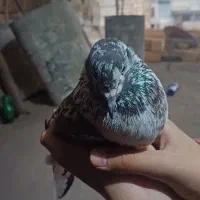 کفتر