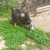 بزدوقلوزا|حیوانات مزرعه|دزفول, |دیوار