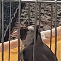 قناری سبز|پرنده|خمینی‌شهر, |دیوار