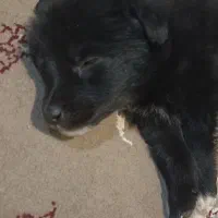 فروش فوری 1 عدد پامر زیر قیمت|سگ|کاشان, فاز ۲ ناجی آباد|دیوار