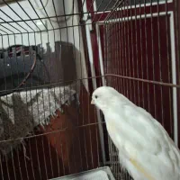 قناری نر سفید جوان|پرنده|رشت, پل تالشان|دیوار