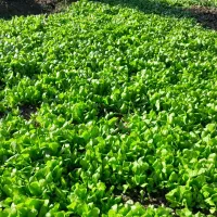 کاهو پیچ زودرس