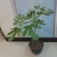 نهال انجیر گلابی  3بار بارده