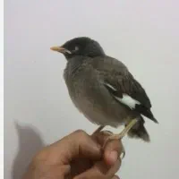 جوجه مینا
