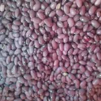 لوبیا قرمز درجه یک ۲۸۰هزار تومان