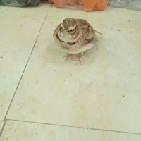 قناری خاکی|پرنده|سیرجان, |دیوار