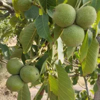 فروش نهال|خدمات باغبانی و درختکاری|هشترود, |دیوار