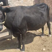 گاو دورگه شیری 3 ماه ابستن