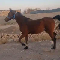 اسب مادیون عرب یک سر