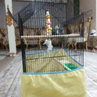 قفس فروشی بزرگ و سالم