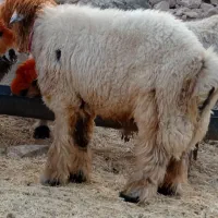 ی عدد کوه قوچ روزگاری میش رون|حیوانات مزرعه|ایذه, |دیوار