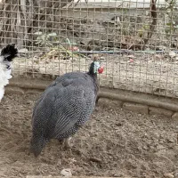 مرغ شاخ دار|حیوانات مزرعه|فردیس, شهرک هفده شهریور|دیوار