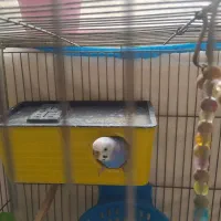 مرغ عشق|پرنده|قزوین, |دیوار