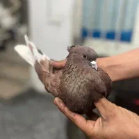 کفتر سرخ