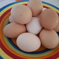 تخم مرغ بومی