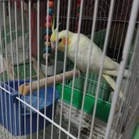 عروسی هلندی|پرنده|شاهین‌شهر, حاجی آباد|دیوار