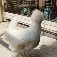 خروس فانتزی