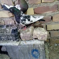 دوجفت پرشی جفت کله ای جفت سینه ای|پرنده|زابل, |دیوار