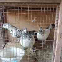 کبوتر فروشی