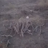 خرید و برش انواع چوب باغی