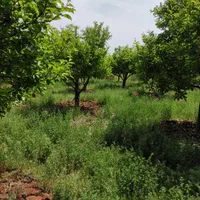 فروش باغ میوه 1050 متری در باغات روستای سیوان|فروش زمین و ملک کلنگی|مرند, |دیوار