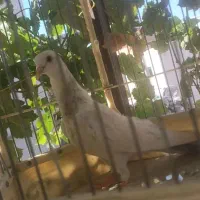 کفتر