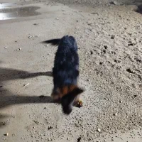 یک عدد سگ ژرمن نر