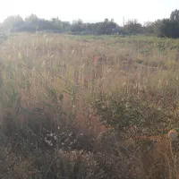 زمین کشاورزی بر آسفالت|فروش زمین و ملک کلنگی|نوشین شهر, |دیوار