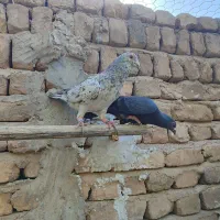کبوتر طوقی. هفترنگ قزوینی .سرور تهرانی|پرنده|بوئین زهرا, |دیوار