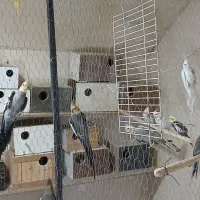 حدود 20جفت عروس جفتی دو تومن