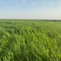 گاه گندم و جو‌ دیم