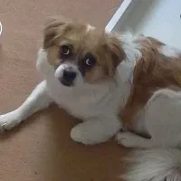 سگ بازیگوش خانگی|سگ|پرند, فاز ۵|دیوار