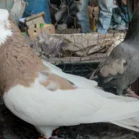 کفتر|پرنده|شیراز, شهرک زینبیه|دیوار