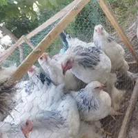 برهماوعروس هلندی
