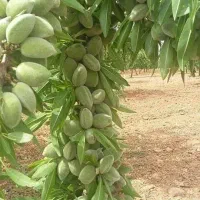 نهال پایه رویشی جی اف ارقام تونو و سوپرنوا