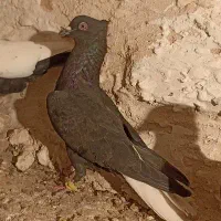 کفتر دم سفید|پرنده|مبارکه, |دیوار