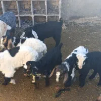 بزغاله و بره