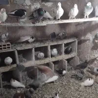 کبوتر کفتر پرشی|پرنده|میان جلگه, |دیوار