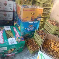 خرماسرای نخل انواع خرما پیارم مجول زاهدی کبکاب