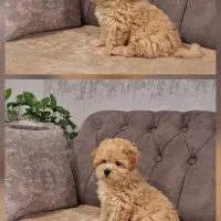 سگ نژادمالتیز وپودل