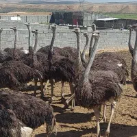 فروش شترمرغ  گوشتی.