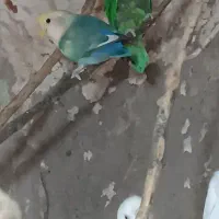 مرغ عشق و کوتوله|پرنده|زابل, |دیوار