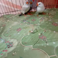 فنچ نروماده