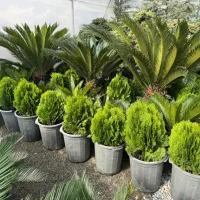 طراحی و اجرا گل و گیاه فضای باز|گل و گیاه طبیعی|ملارد, |دیوار