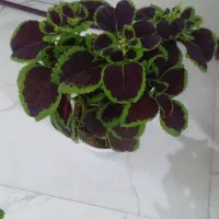 گل زیبا|گل و گیاه طبیعی|بروجرد, |دیوار