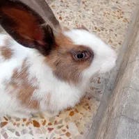 دو عدد خرگوش نر و ماده