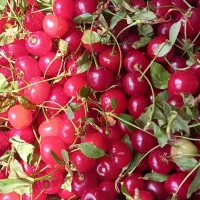 آلبالو درشت
